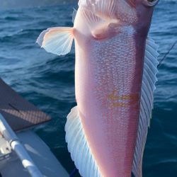 いつものポイントへアマダイ釣行