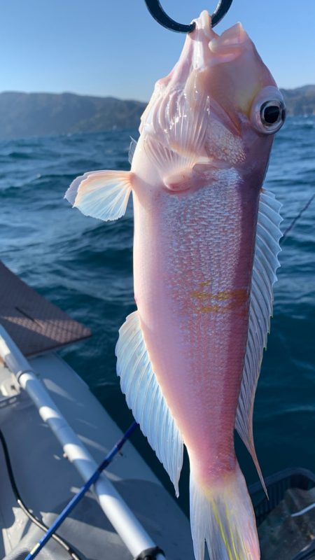 いつものポイントへアマダイ釣行