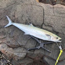 サゴシが食べたくて