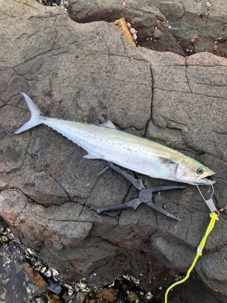 サゴシが食べたくて