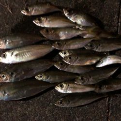 ライトゲーム丼が食べたくて