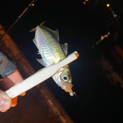 アジング楽しい