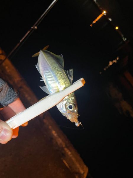 アジング楽しい