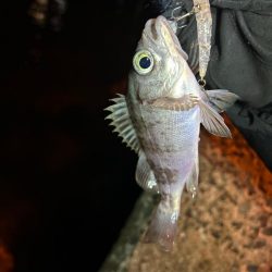 今日はライトゲーム