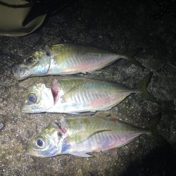 アジのウキ釣り