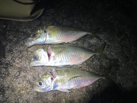 アジのウキ釣り