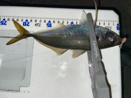 シーズン終盤？