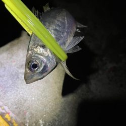 深夜０時からタチウオ釣りに行きました