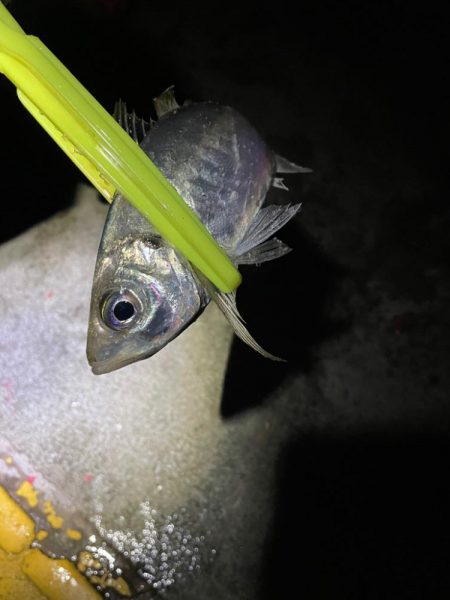 深夜０時からタチウオ釣りに行きました