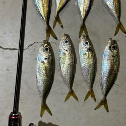 無風快適アジング