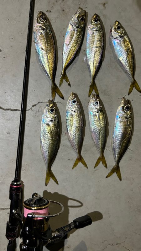 無風快適アジング