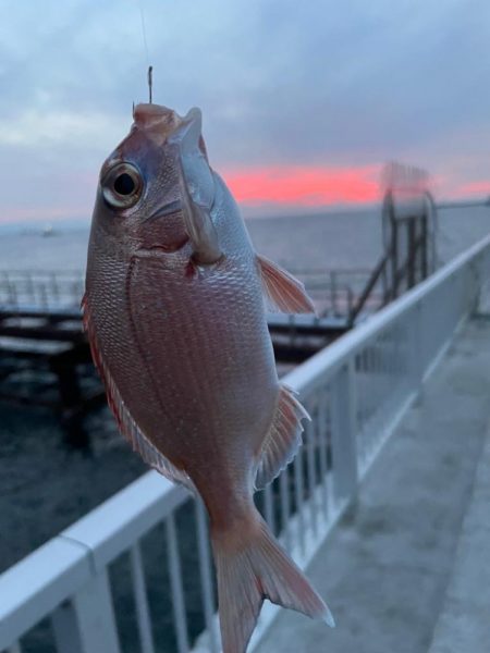 真鯛と夕日
