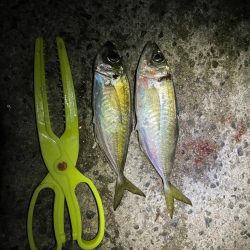 アジ狙いの釣り