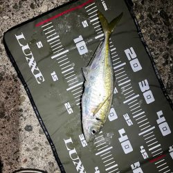 今シーズン初尺オーバーアジ🐟