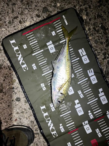 今シーズン初尺オーバーアジ🐟