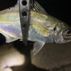 仕事帰りアジング