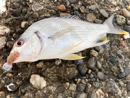 エサヘッド面白すぎにゃ！