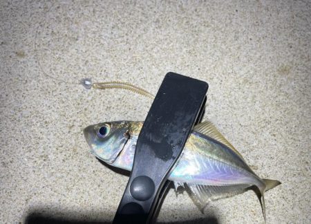 ナイトアジング