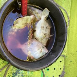 寒い中のカワハギ