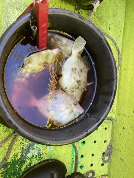 寒い中のカワハギ