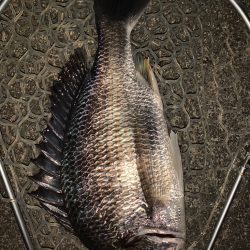 淀川の大型キビレ