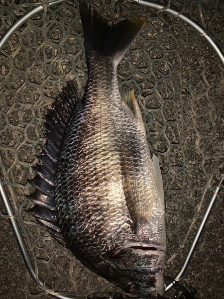 淀川の大型キビレ