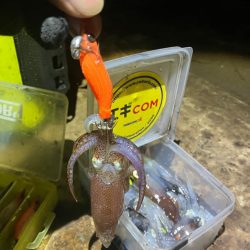 まだまだヒイカ釣れますよ(^.^)