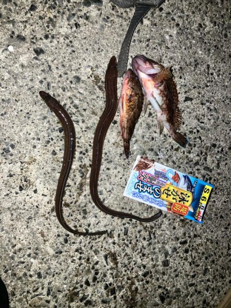 飲ませ仕掛けを使用したブッコミ釣り