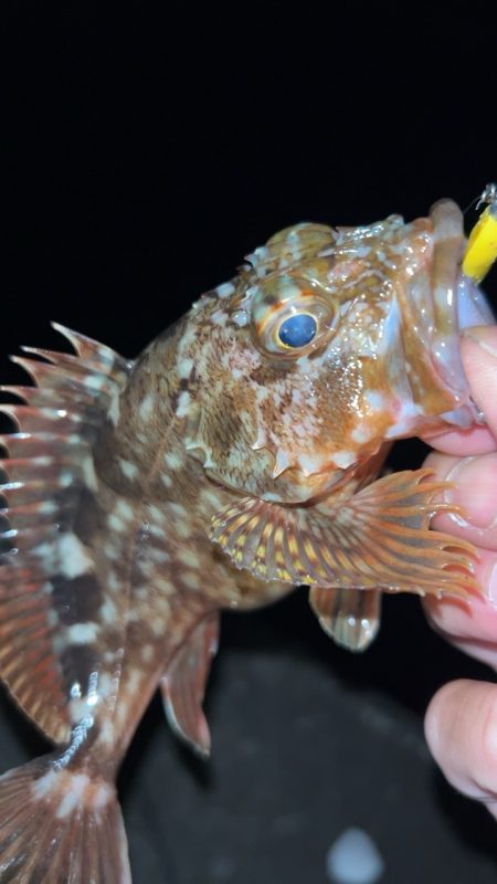 釣り納めメバリング♪