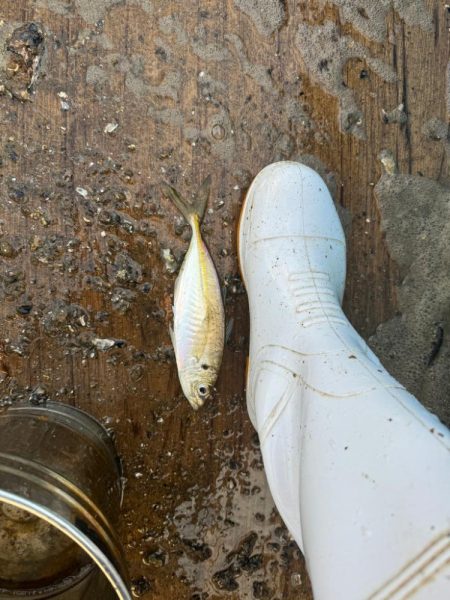 ボートアジング