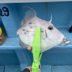 相模湾でのカワハギ