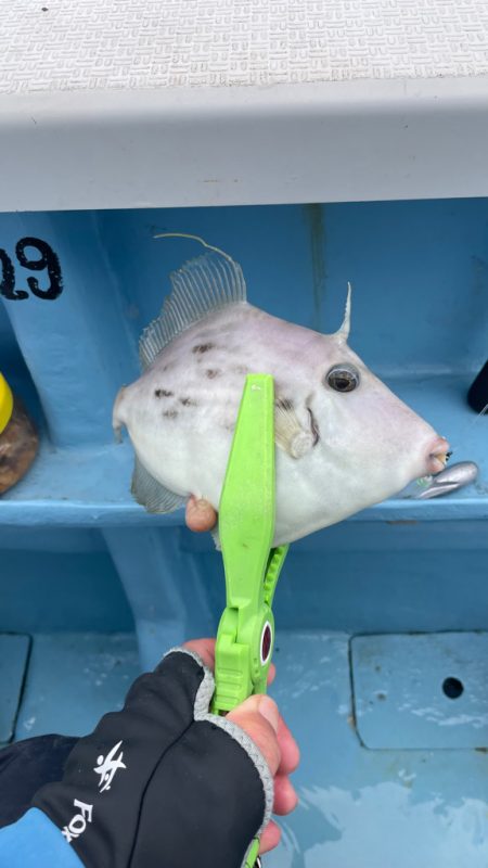 相模湾でのカワハギ