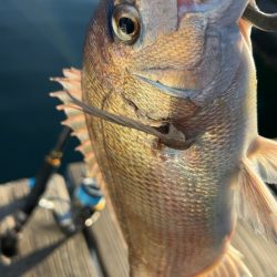 激渋釣り堀(自分のせい)