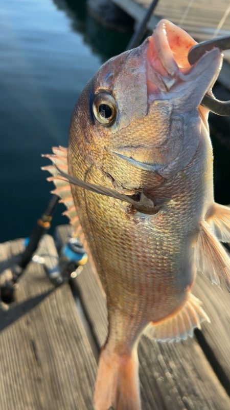 激渋釣り堀(自分のせい)