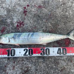 初場所ショアジギ!