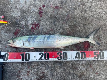 初場所ショアジギ!