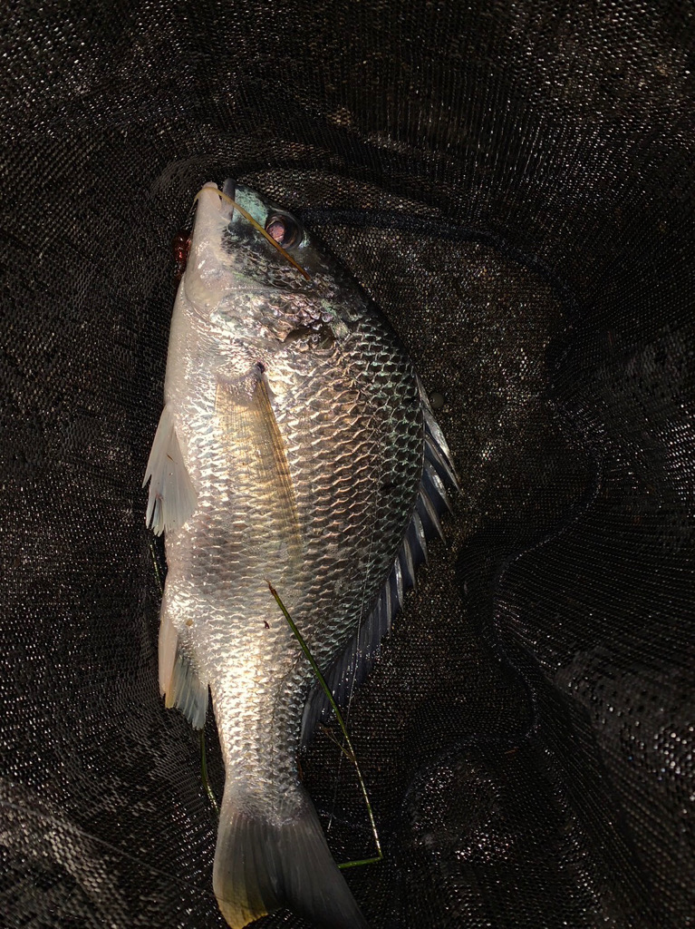 淀川のチニング