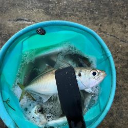 大アジよく釣れました