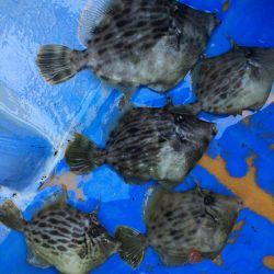 金谷沖、カワハギ