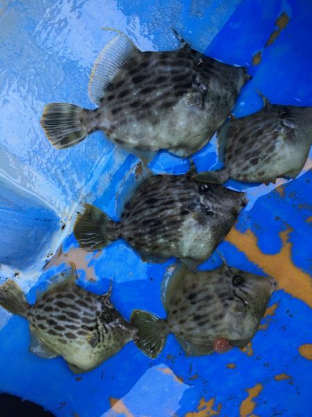 金谷沖、カワハギ