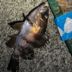 とにかくアジを釣りたくて