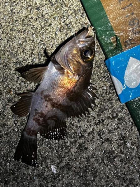 とにかくアジを釣りたくて