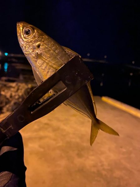 アジング&メバリング