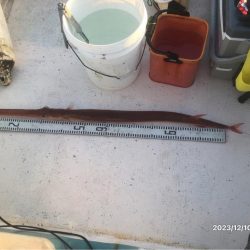 12/10 伊島沖ジギング