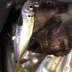 ライトゲーム手巻き寿司弁当