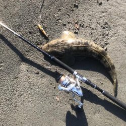 サーフフィッシング