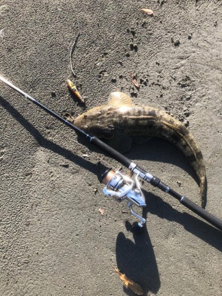 サーフフィッシング