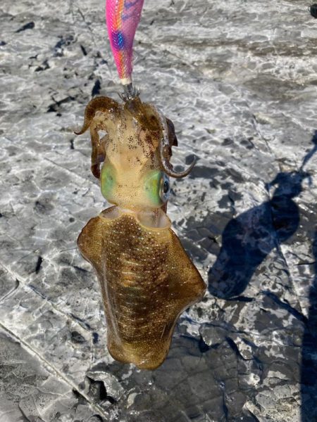 エギング納め。執念の2杯。