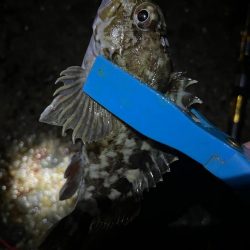 深夜のアナゴ ＆デカガシラ