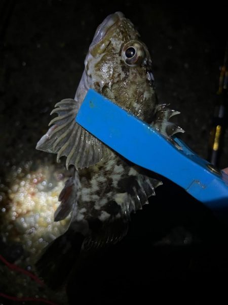 深夜のアナゴ ＆デカガシラ